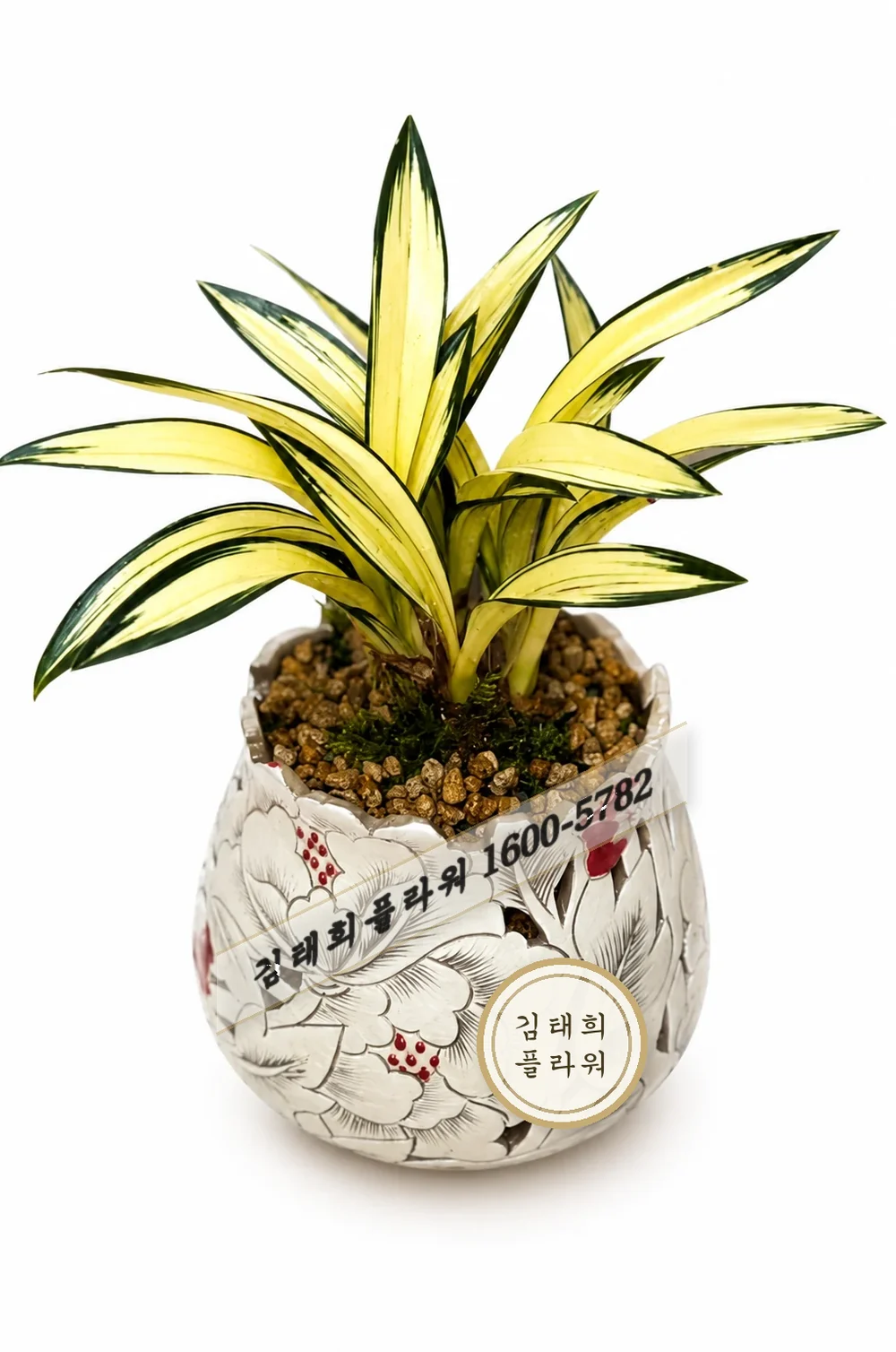 동양란(달마중투)